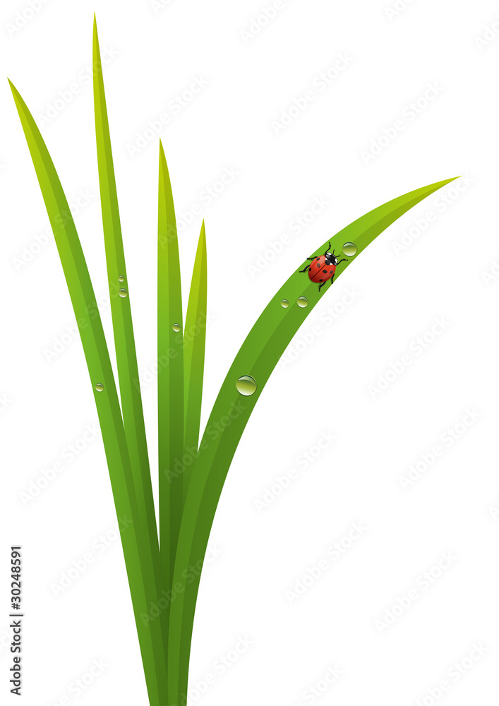 Naklejka premium Herbe_Coccinelle