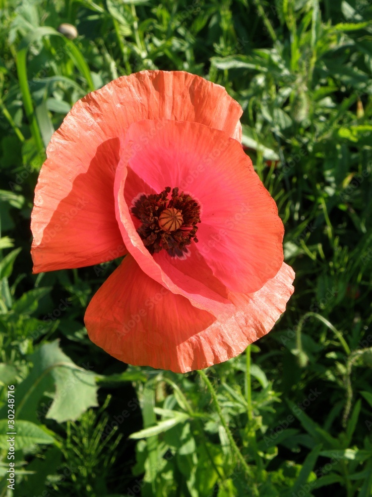Fototapeta premium poppy the field