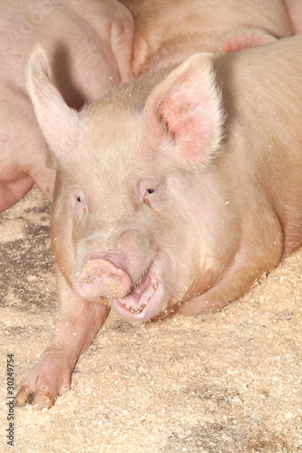 Свиньи на свиноферме. © mvi690