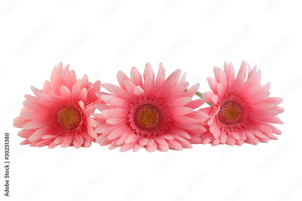 Three pink gerber daisies Three pink gerber daisies
