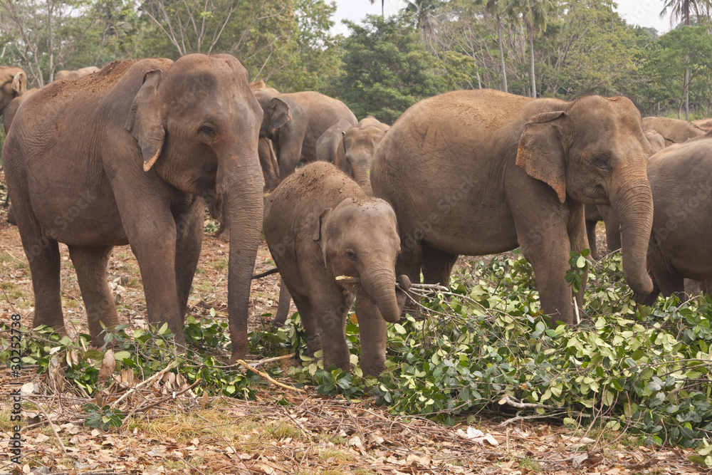 Feeding Time at the Elephant Orphanage in Sri Lanka