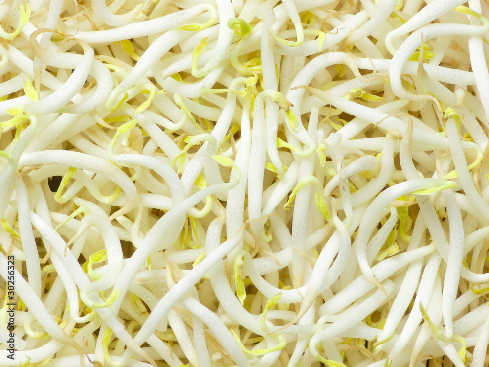 bean sprouts