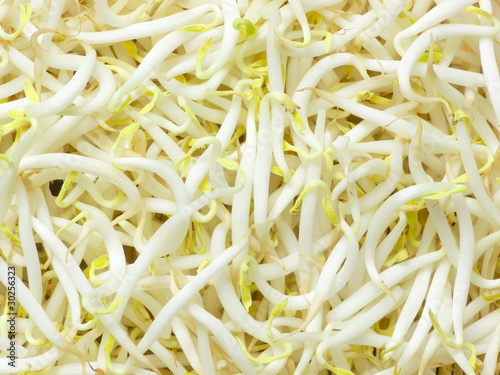 Obraz na płótnie bean sprouts w salonie