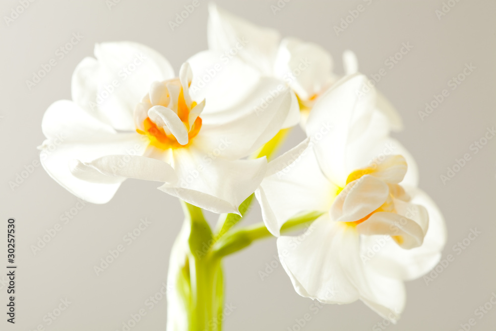 Fototapeta premium Daffodils