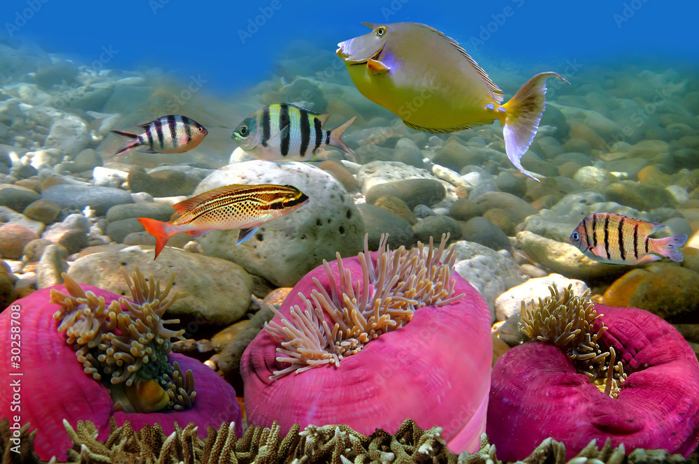 Fototapeta Zdjęcie koralowej kolonii