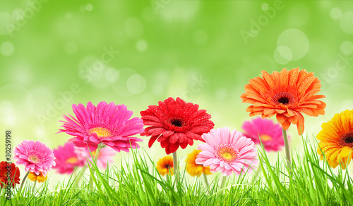 Colored gerber flowers