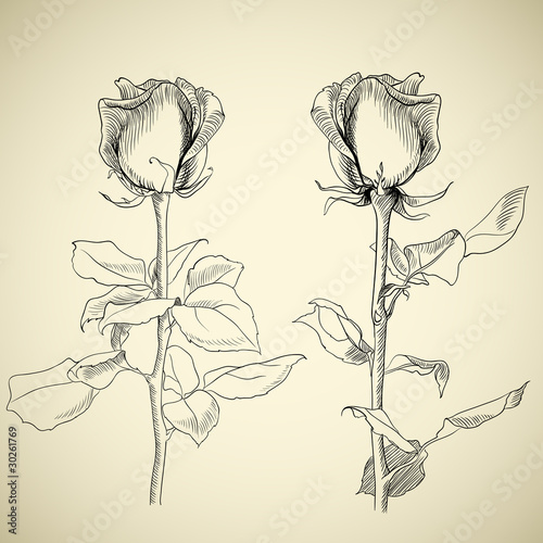 roses, sketch, vector illustration