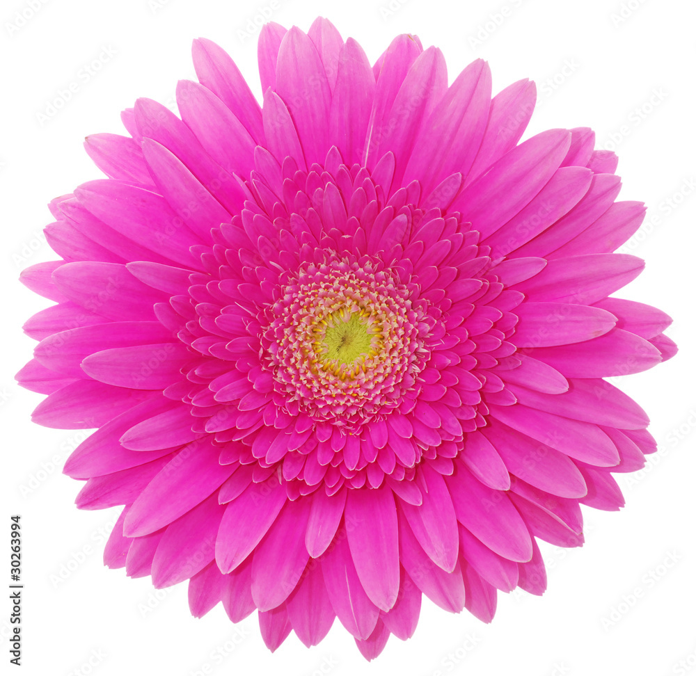 gerbera flower