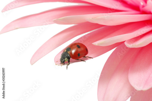 ladybug sits on a flower © Alekss