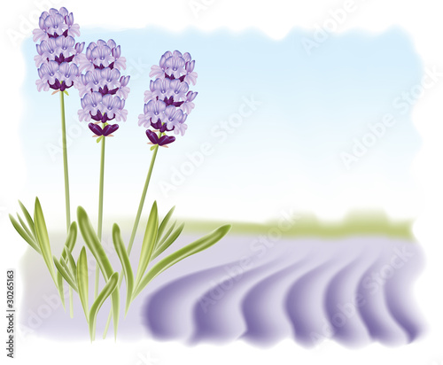Fototapeta Naklejka Na Ścianę i Meble -  Lavender flowers on a background field. Vector illustration.