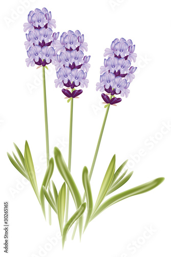Lavender flowers (Lavandula). Vector illustration on white backg