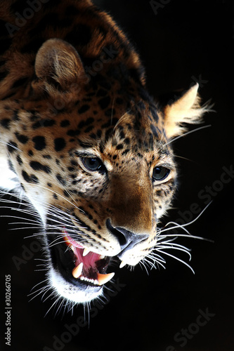 Amazing portrait of Leopard