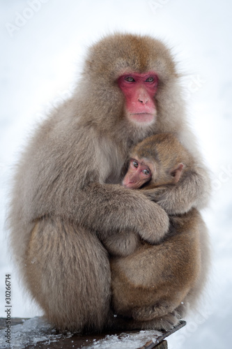 Snow Monkeys in Onsen © redswept