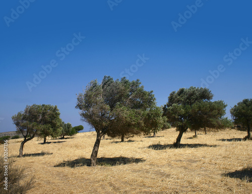 Windy olive grove
