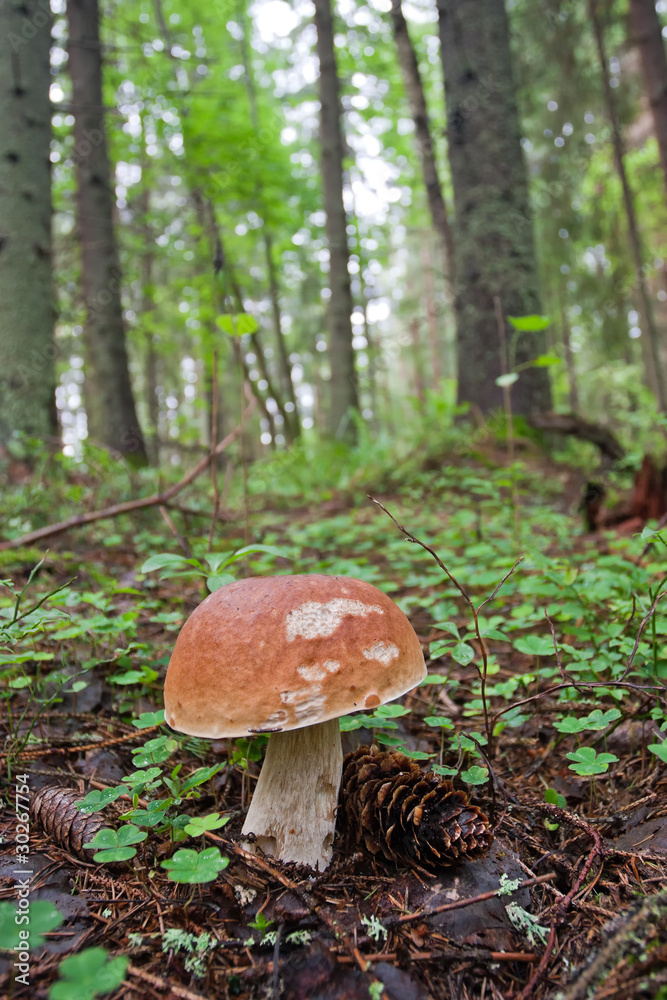 Brown cap mushroom in the forest Brown cap mushroom in the forest