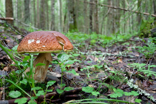 Brown cap mushroom in the forest