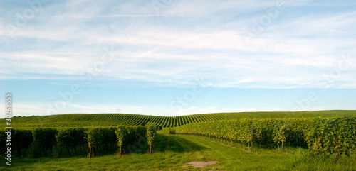 The Meersburg vineyards
