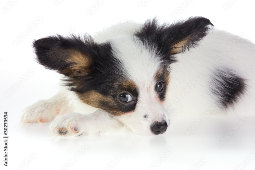 Puppy Papillon Puppy Papillon