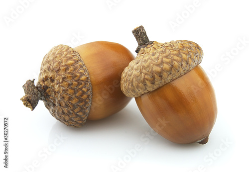 Two acorns photo