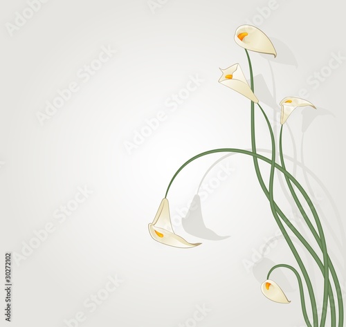 Beautiful tropical lillies