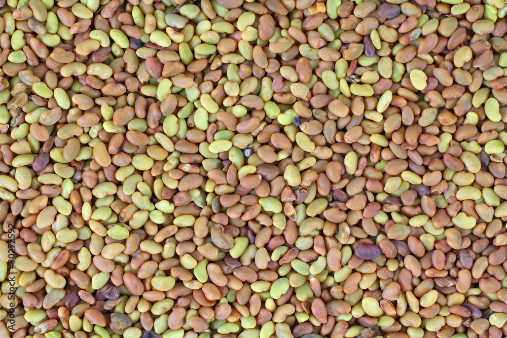 Alfalfa seeds Alfalfa seeds