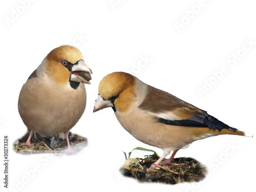 Hawfinch isolated Coccothraustes coccothraustes © dule964