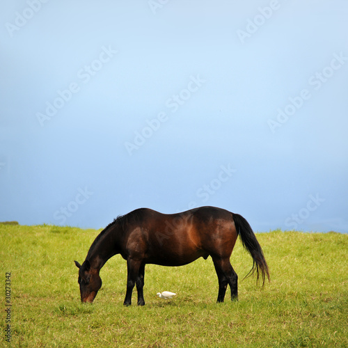 Horse and Duck eating Grass © vlorzor