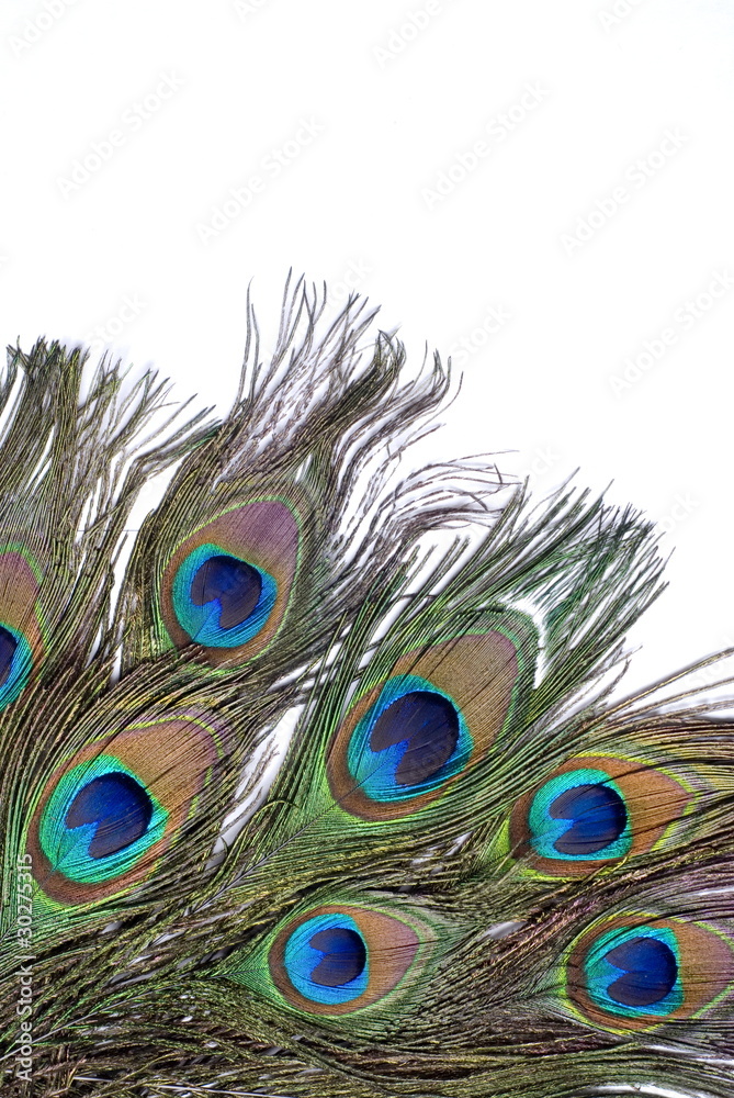 Obraz premium peacock