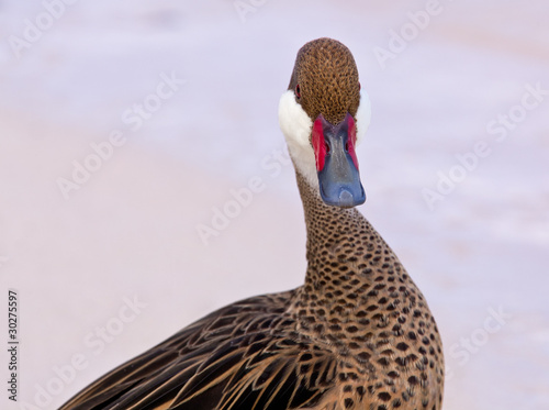 Slika na platnu Bahama duck on sandy beach