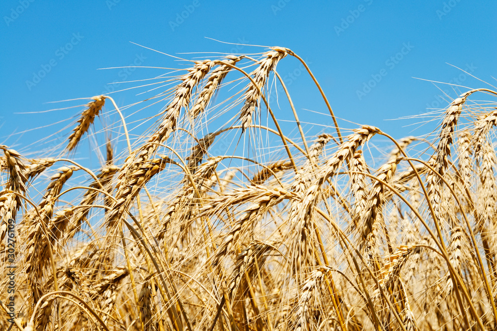 Fototapeta premium golden wheat on blue sky background