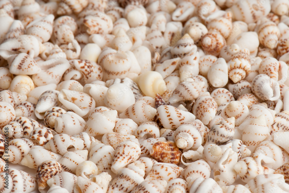 seashell seashell