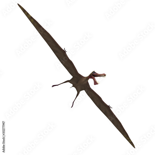 Dinosaur Anhanguera Pterosaur. 3D rendering with clipping path photo