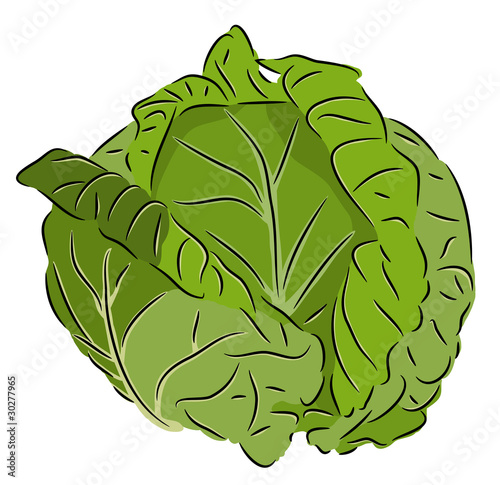 Cabbage