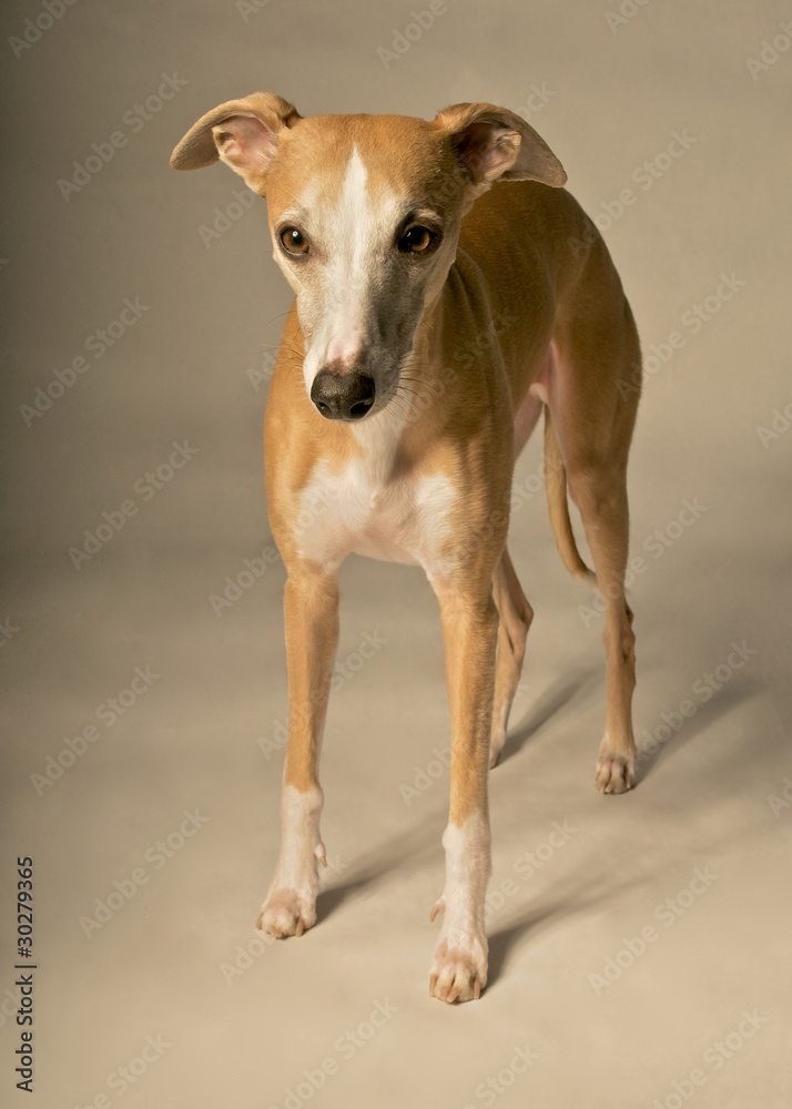 Stehender Whippet mit grauem Hintergrund Stehender Whippet mit grauem Hintergrund