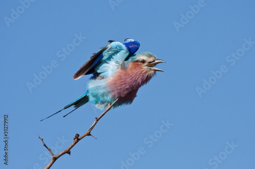 Lilacbreasted Roller photo