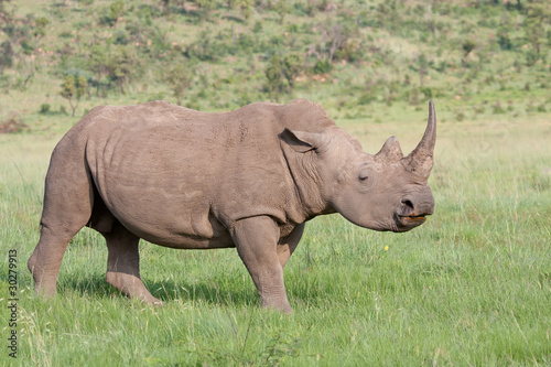 White Rhino