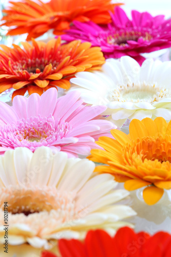 Fototapeta Naklejka Na Ścianę i Meble -  Farbenfrohes Blumenmeer im Frühling