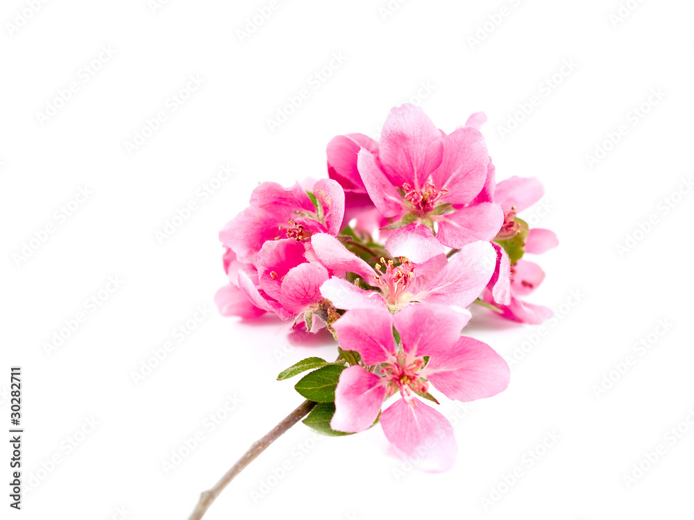 Bright Pink Clusters of Tree Blossoms Isolated on White