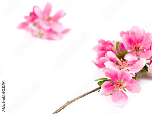 Bright Pink Clusters of Tree Blossoms Isolated on White