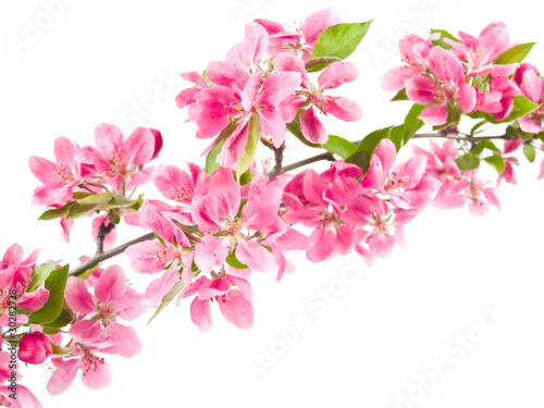 Bright Pink Clusters of Tree Blossoms Isolated on White © Frank Jr