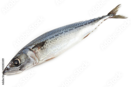 Raw Saba Fish