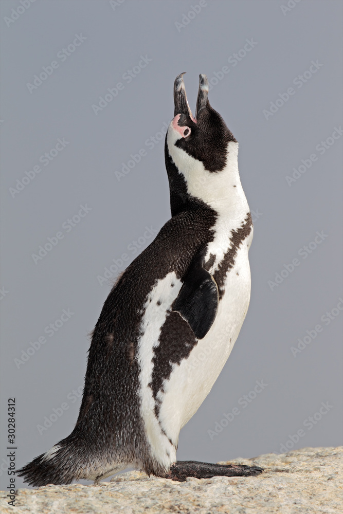 Obraz premium African penguin calling