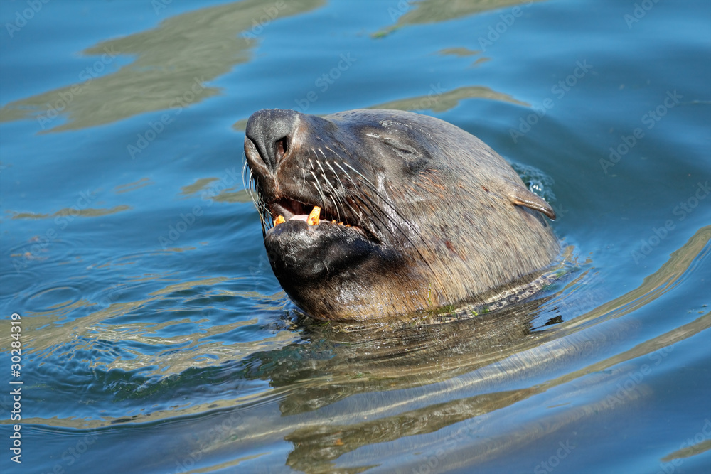 Naklejka premium Brown (Cape) fur seal