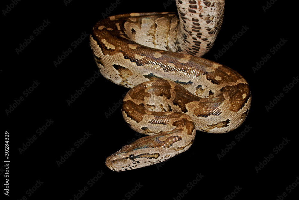 Fototapeta premium Southern African python