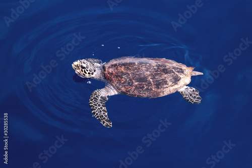 Sea turtle © iscander