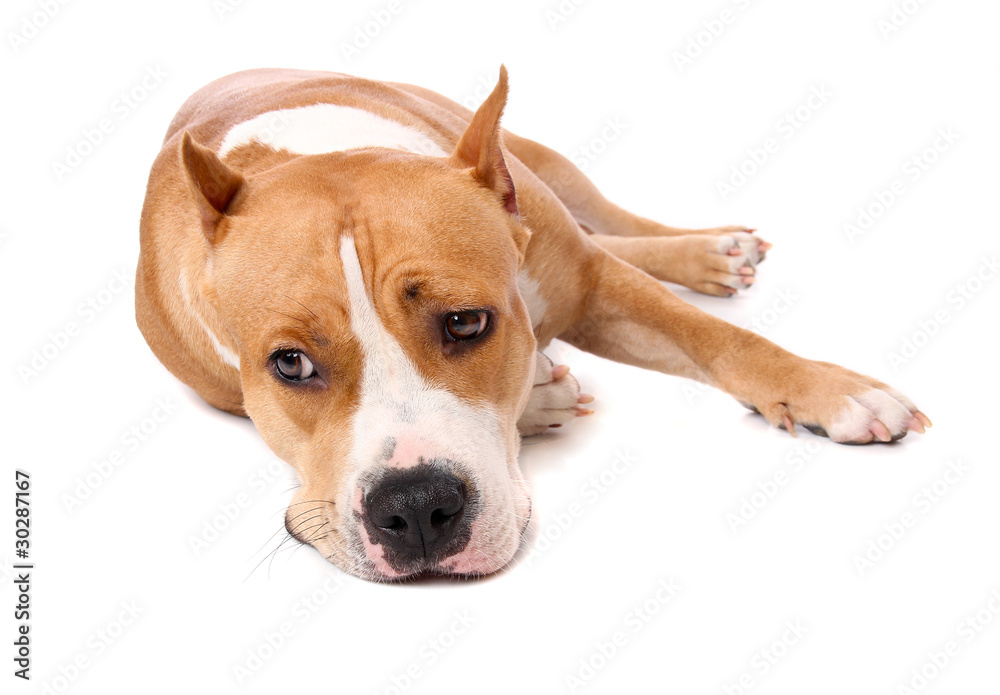 Staffordshire Terrier tired and lay down to rest