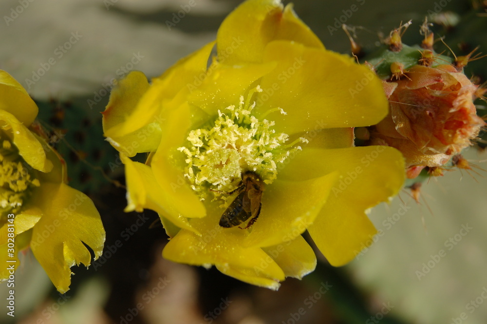 Fototapeta premium cactus