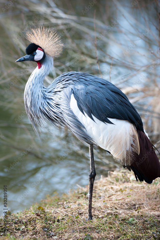 Fototapeta premium Black Crowned Crane (lat. Balearica pavonina)