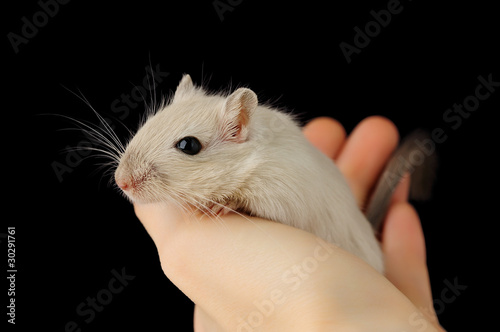 Isolated pet mouse. Cute little gerbil in human hand isolated on black background