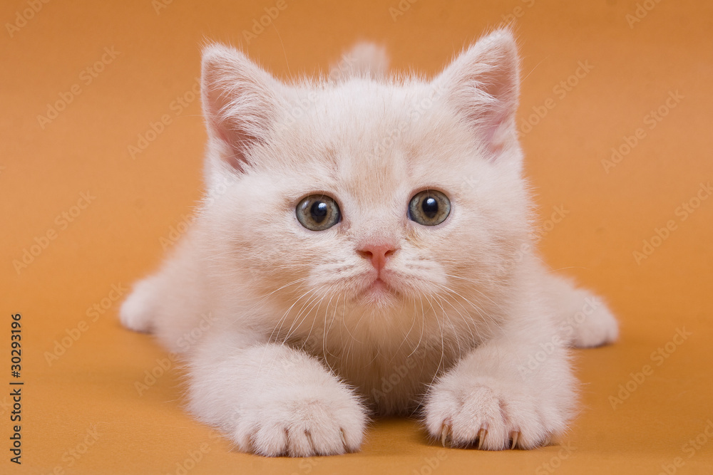 British kitten on yellow background